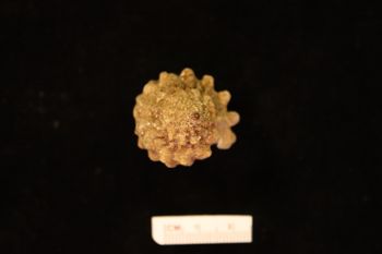 Media type: image;   Malacology 177755